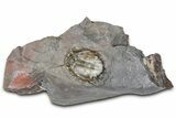 Basseiarges Trilobite - Jorf, Morocco #362811-1